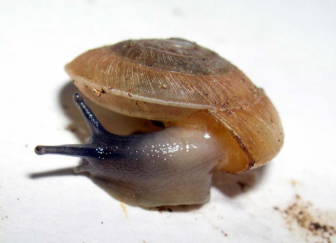 Aegopis gemonensis  (Frussac, 1832)